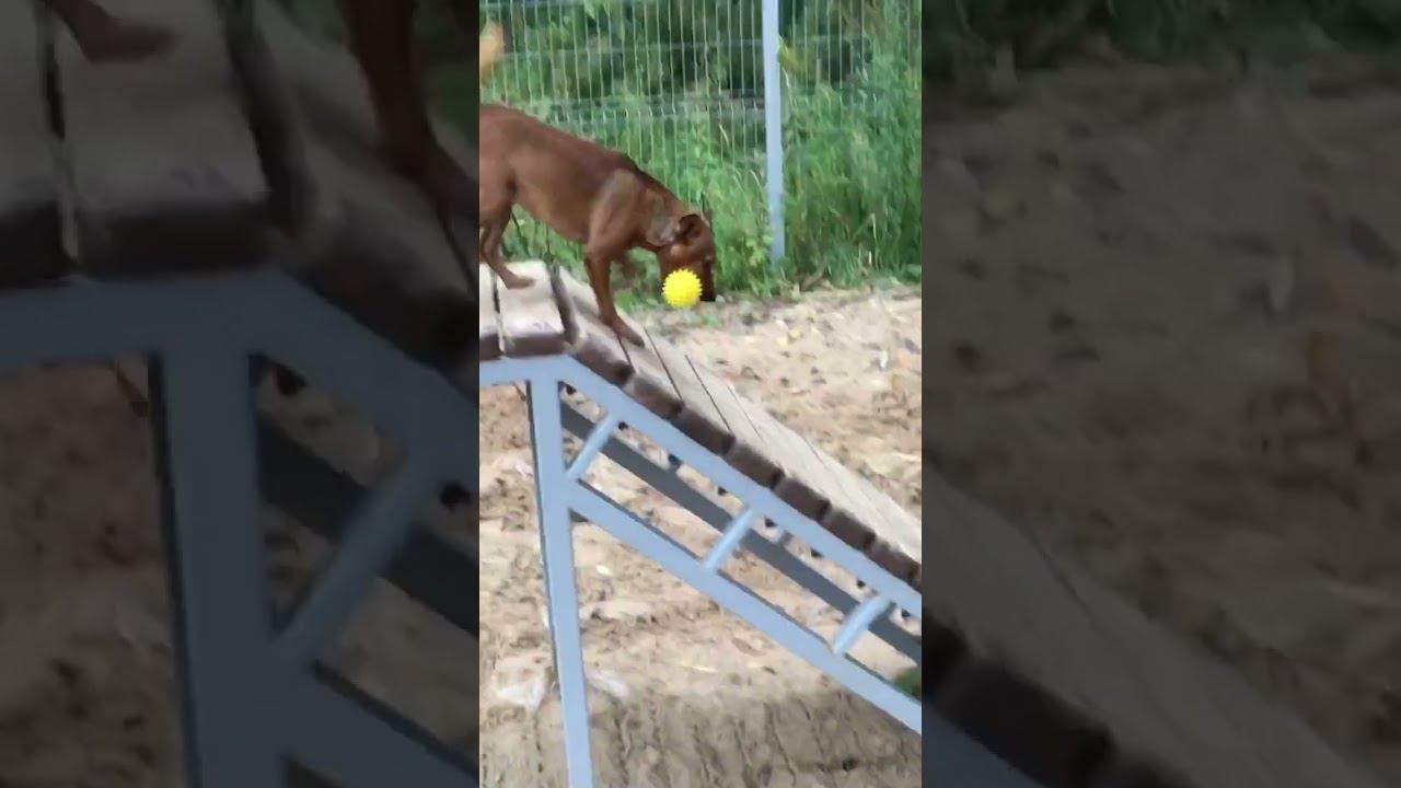 #dog #гуляюссобакой #нижнийновгород #собака #собакадругчеловека #природа #влог #красотамира смотреть онлайн