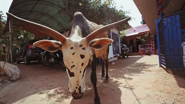 Мычание коровы/ Корова/ Познаём животных смотреть онлайн