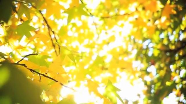 ЭМОЦИОНАЛЬНАЯ ЗРЕЛОСТЬ. Часть 1. Уверенность в себе, самооценка и принятие себя. Ада Кондэ смотреть онлайн