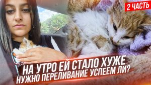 В конце ШОК! Спасение котенка с трассы, которого съели блохи. Успели ли спасти? Последняя часть.