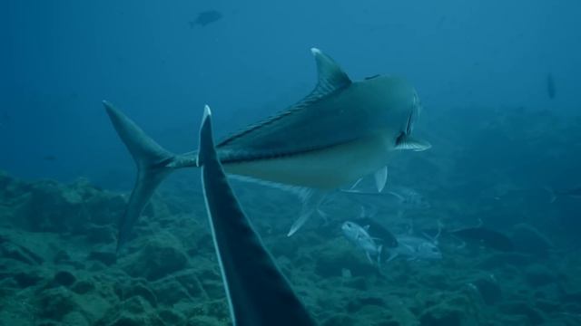 Secrets of the Great White Shark | Full Documentary @EMProductionsHD смотреть онлайн