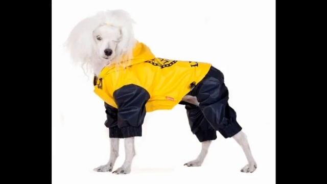 одежда для собак новогодняя смотреть онлайн