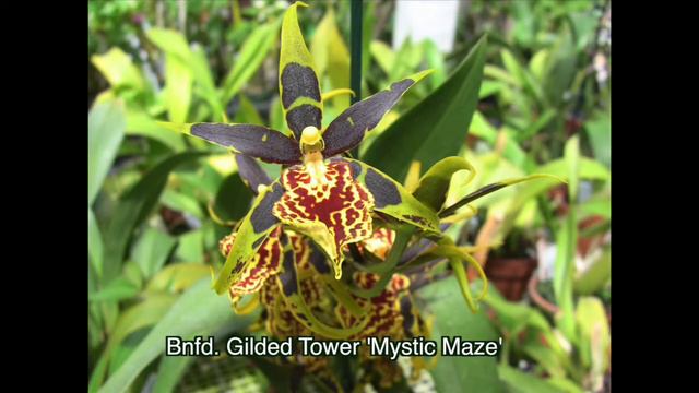 Virtual Tour 2: Clown Alley Orchids смотреть онлайн