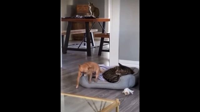 Кот не пускает собаку на лежанку