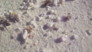 Обработка пчел сахарной пудрой.