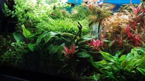 Диатомовые водоросли в аквариуме и как от них избавиться