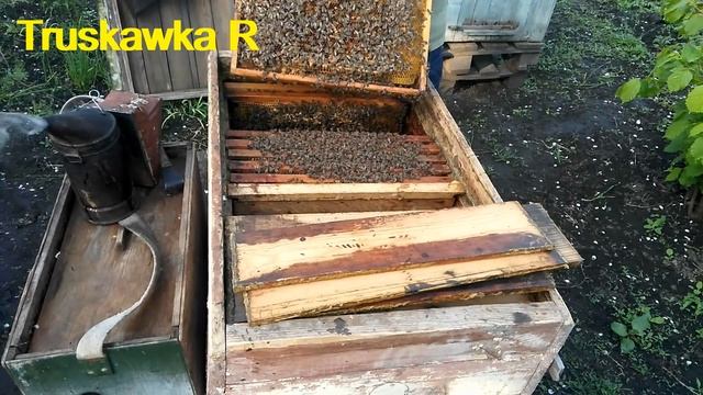 #Матка для #пчёл, способ выведения сильной отличной матки . Как я получаю маток первой волны. смотреть онлайн