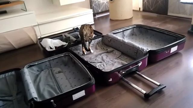 Ориентальный кот упаковывается в чемодан☺| Oriental Cat Packs Himself Into The Suitcase смотреть онлайн