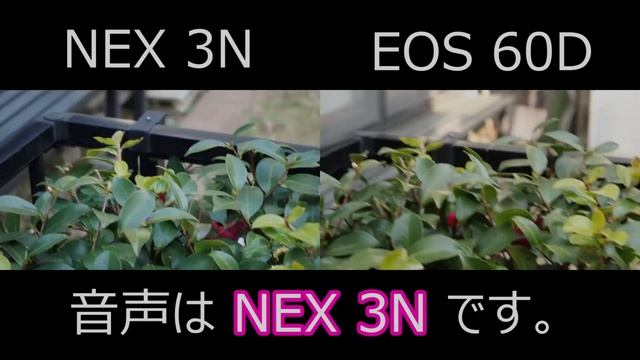 【画質&手ぶれ補正比較】SONY NEX 3N Vs Canon EOS 60D
