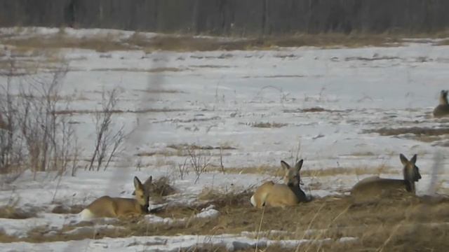 ЖЕЛАНИЕ КОСУЛИ: ХОРОШО БЫ РАССЛАБИТЬСЯ И ПОЛЕЖАТЬ смотреть онлайн