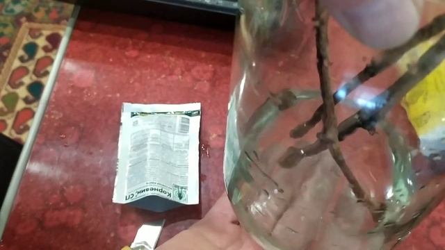 Укоренение черенков винограда в домашних условиях. смотреть онлайн