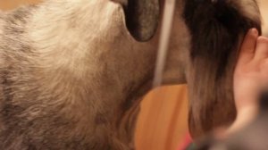 стрижка головы миттельшнауцера