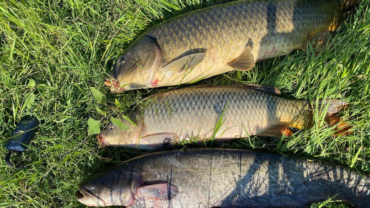 На одну закидушку поймал почти всю рыбу! ЖОР САЗАНА И СОМА! смотреть онлайн