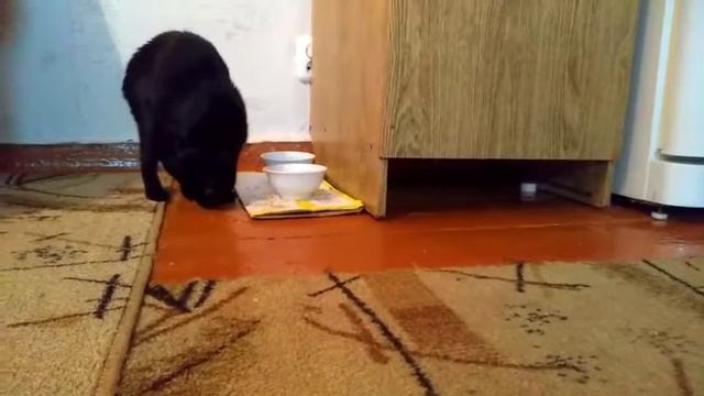 Кошка ест лапой. смотреть онлайн