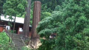 Как пилят высокие деревья