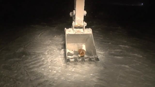 Лиса и экскаватор