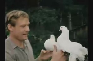 Вальс. Любовь и голуби