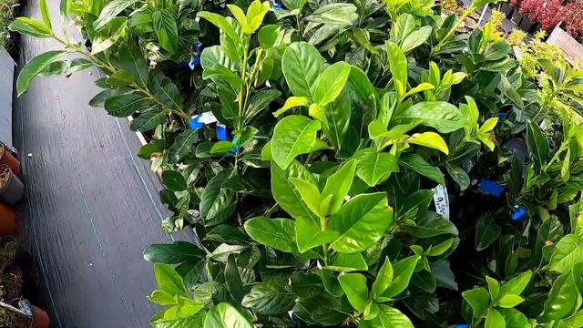 Vavrínovec lekársky "PRUNUS LAUROCERASUS NOVITA" смотреть онлайн