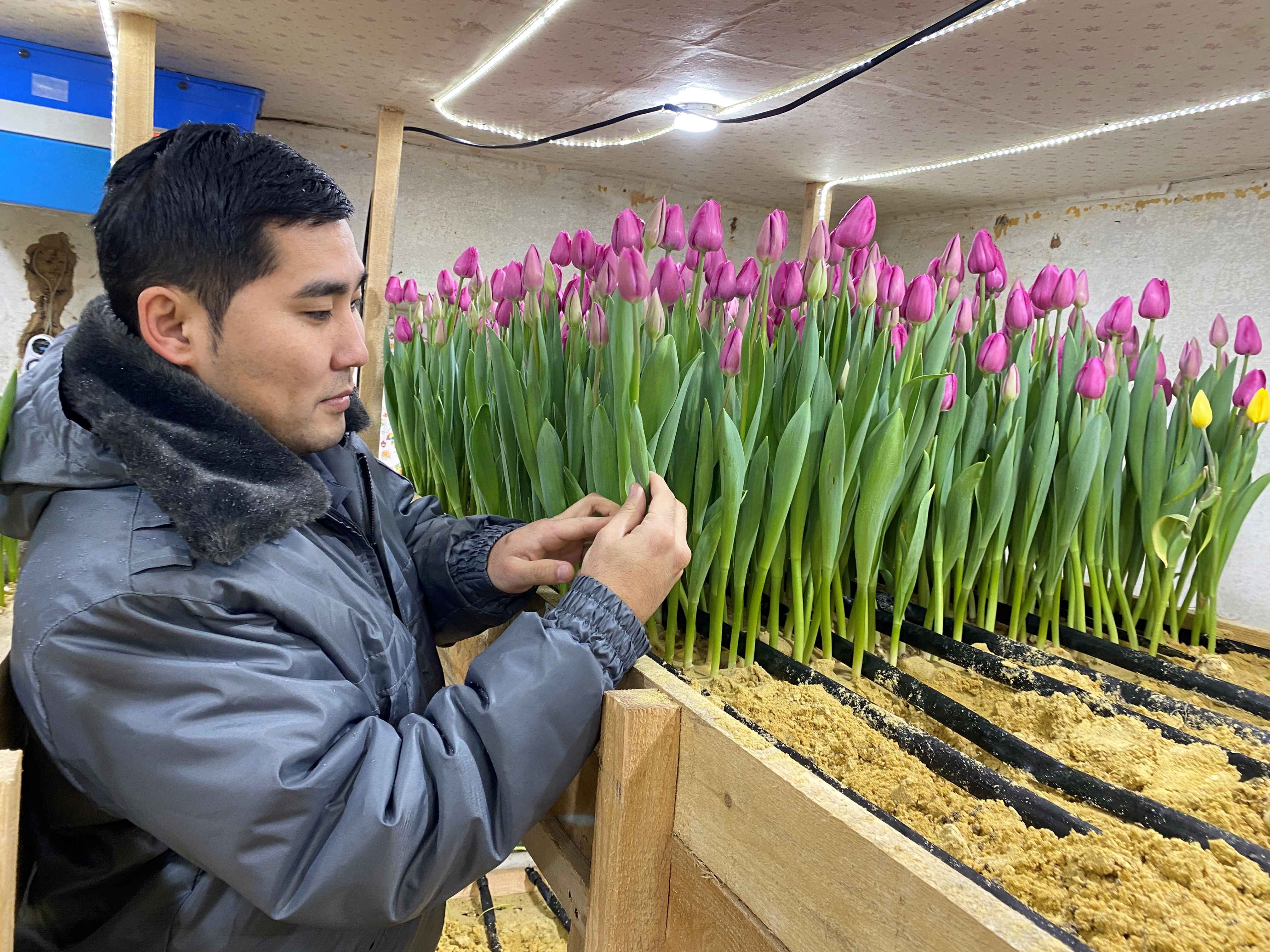 Специалистами Россельхознадзора досмотрена партия тюльпанов, смотреть онлайн