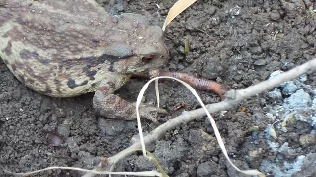 жаба ест червяка смотреть онлайн