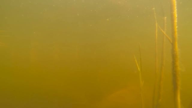 Дунайские плавни.Нерест сазана. смотреть онлайн