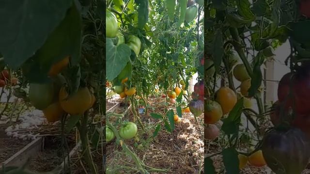 Томаты на 3 августа.Ярославская область. смотреть онлайн