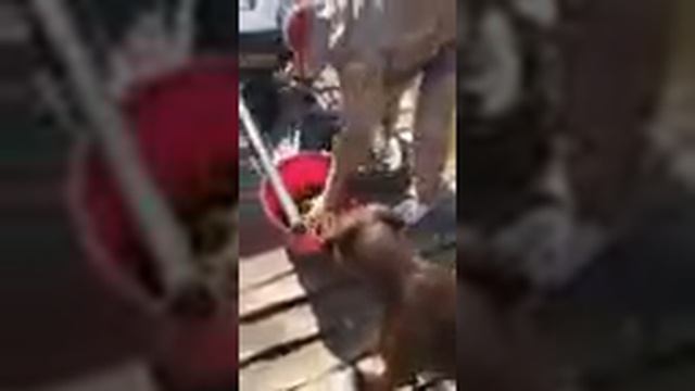 Озеро "Кучки" село Родное смотреть онлайн