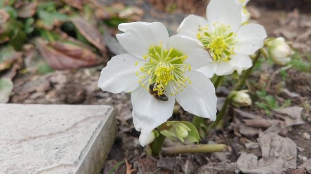 05.04.2021. Морозник черный (Helleborus niger) или ботаники шутят. смотреть онлайн