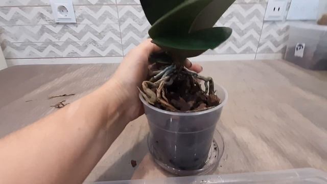 Как правильно пересадить орхидею Парфюмерная фабрика. смотреть онлайн