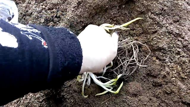 Высаживаем хосту Вайт Файер в открытый грунт смотреть онлайн