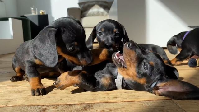 6 playing dachshund puppies смотреть онлайн