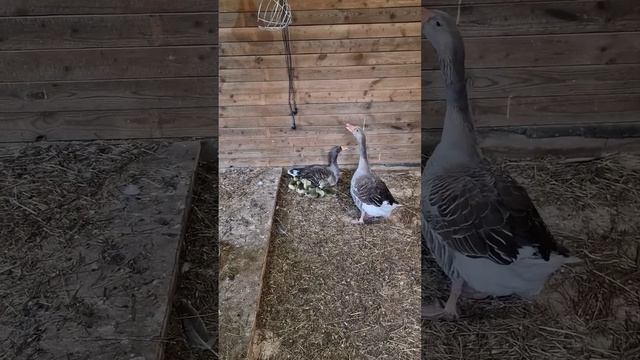КТО СО МНОЙ ? смотреть онлайн