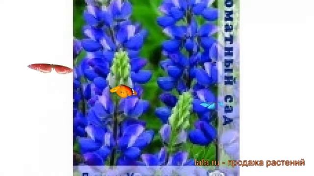 Люпин обыкновенный Хартвега Синий ? обзор: как сажать, семена люпина Хартвега Синий смотреть онлайн