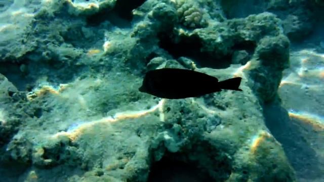 Зебрасомы-парусники и узкополосый абудефдуф 2017 - часть 1 смотреть онлайн