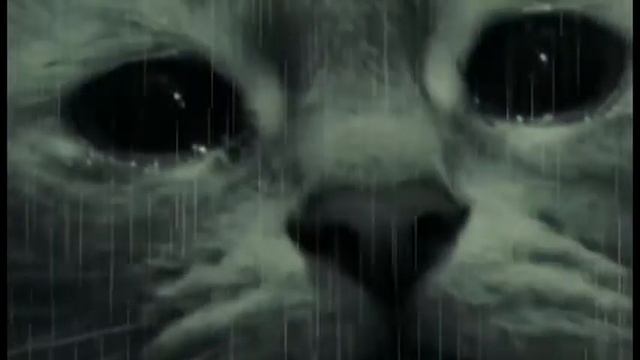 НЕ ОБИЖАЙТЕ животных, да и людей тоже! смотреть онлайн