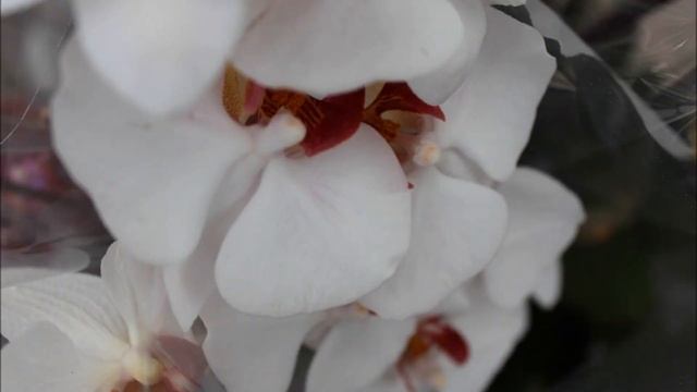 Foto und Video mit CANON 650D смотреть онлайн