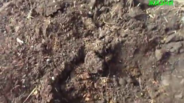 ЛУЧШИЙ ПЕРЕГНОЙ ИЗ ОПИЛ И ГОВ... смотреть онлайн