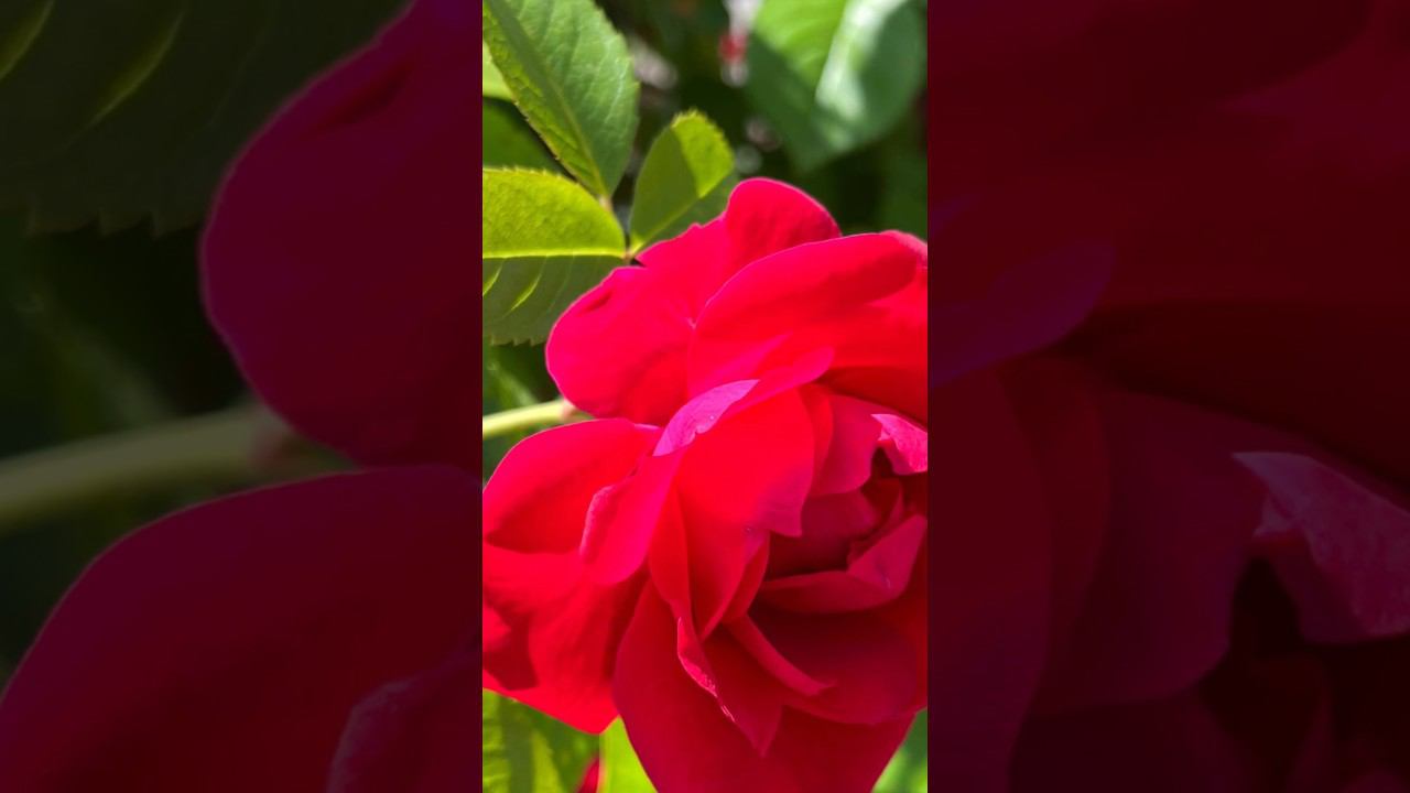 Красотень #цветы #цветыдлядома смотреть онлайн