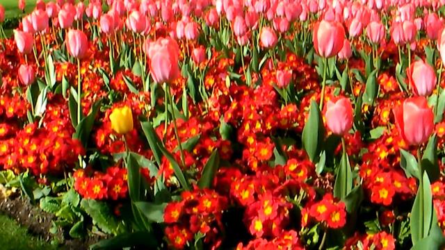 Red Flowers London смотреть онлайн