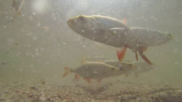 Плотва на Копанском озере: Подводная съемка. Underwater fishing camera. смотреть онлайн