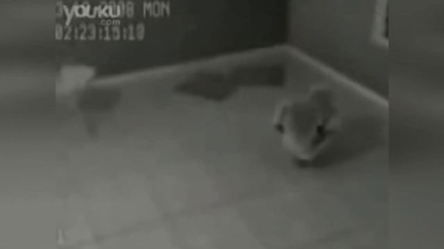 7 Пришельцев Которых Удалось Снять на Камеру смотреть онлайн