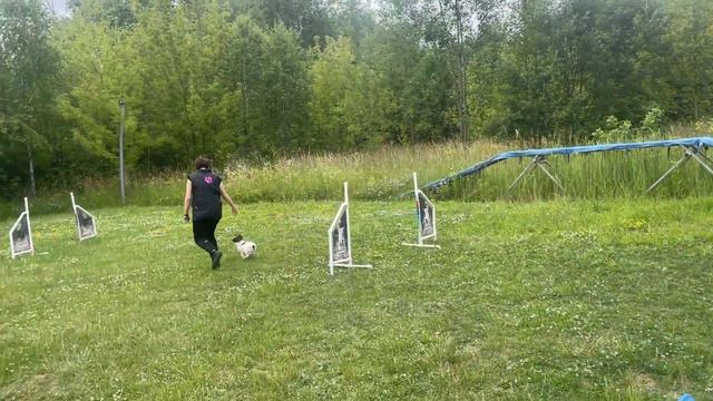 Ciri the Papillon: First agility session [5 months old] смотреть онлайн