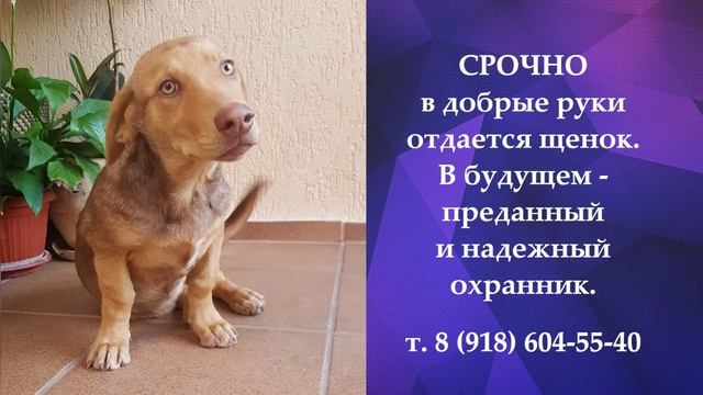 Срочно отдам щенка смотреть онлайн