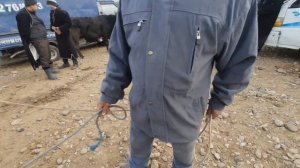 Молбозори Шахритуз Искара Нархи Гови ширте,Ғунаҷини буғуз,гусала 5-декабря 2020 г.