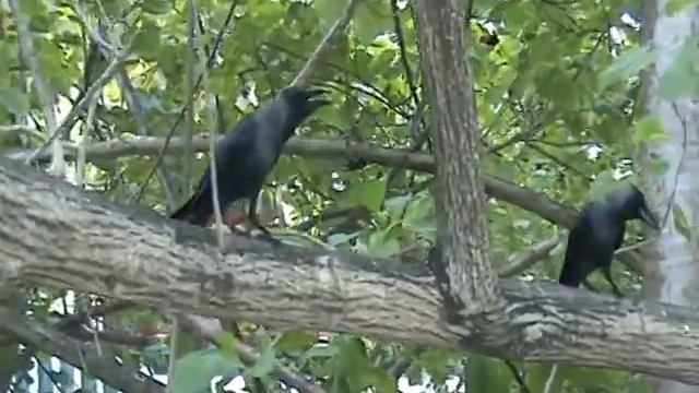 Летучая лисица.avi смотреть онлайн