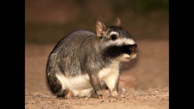 Тикки и Потаня - Вискача