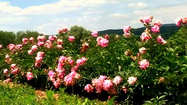 Syringa Pflanzenportrait - Die Strauch-Pfingstrose (Paeonia suffruticosa subsp. rockii) смотреть онлайн