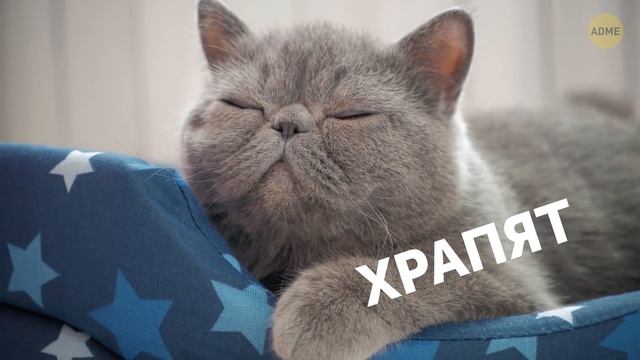 Вот почему кошки любят спать с нами в кровати смотреть онлайн