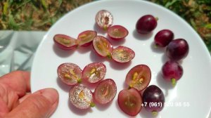 Виноград Маша. 19 июля 2024 г