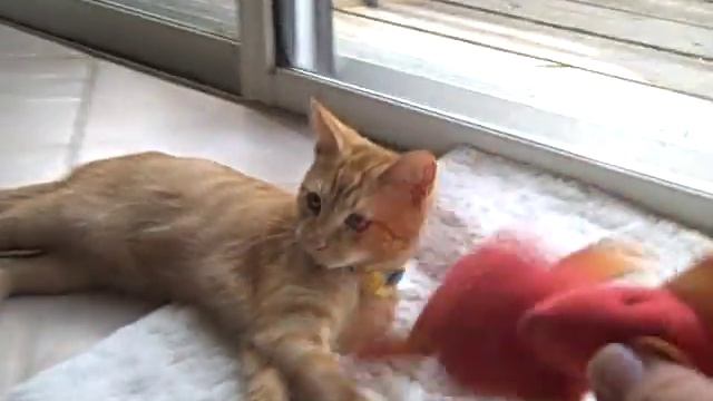 Squeak instead of a cat's meow смотреть онлайн